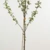 Mini-pruim (Prunus Domestica(mini)) -DIRECTPLANT Winkel 20080527215915 1