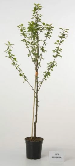 Mini-pruim (Prunus Domestica(mini))