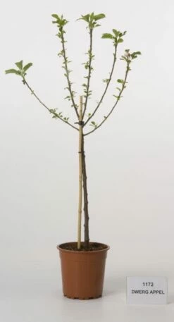 Dwerg-appel (Malus Domestica (dwergappel))