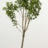 Dwerg Kers (Prunus Avium (dwerg)) -DIRECTPLANT Winkel 20080527220539 1