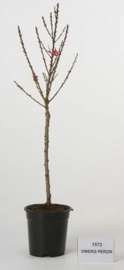Mini Perzik (Prunus Persica (mini))