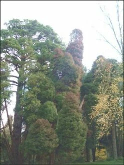 Sikkelden (Cryptomeria Japonica 'Elegans') 14 Sikkelden (Cryptomeria Japonica 'Elegans') -DIRECTPLANT Winkel 20080611115709 6