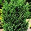 Jeneverbes (Juniperus Chinensis 'Blaauw') -DIRECTPLANT Winkel 20080611115840 2 1