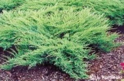 Jeneverbes (Juniperus Media 'Pfitzeriana Glauca')
