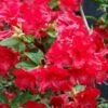 Azalea (Rhododendron 'Mollis' Rood) -DIRECTPLANT Winkel 20080618110227 6