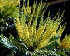 Mahoniestruik (Mahonia Media 'Charity') -DIRECTPLANT Winkel 20080709102617 3