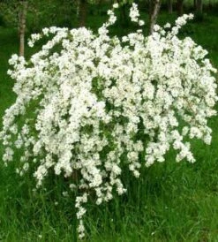 Exochorda (Exochorda Macrantha 'The Bride') -DIRECTPLANT Winkel 20080709120021 30 6