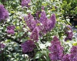 Sering (Syringa Vulgaris 'Mrs. Edward Harding')