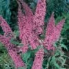 Vlinderstruik (Buddleja Davidii 'Pink Delight') -DIRECTPLANT Winkel 20080717140810 3 1