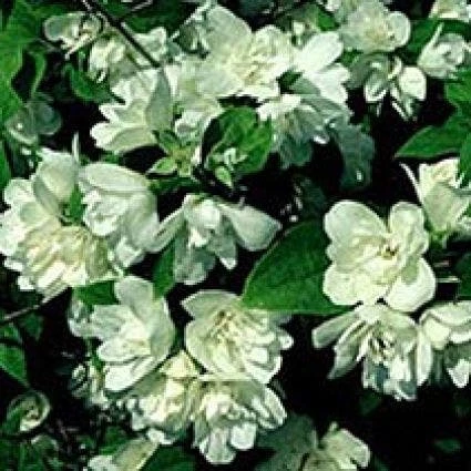 Boerenjasmijn (Philadelphus 'Manteau D'Hermine') 3 Boerenjasmijn (Philadelphus 'Manteau D'Hermine')