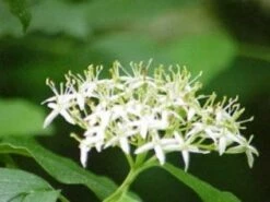Rode Kornoelje (Cornus Sanguinea) -DIRECTPLANT Winkel 20081029085946 5 2