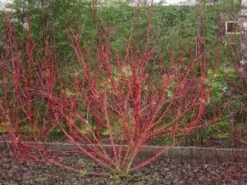 Rode Kornoelje (Cornus Sanguinea) -DIRECTPLANT Winkel 20081029090707 5 2