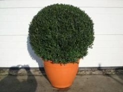 Buxusbol (Buxus Sempervirens, Bolvorm) -DIRECTPLANT Winkel 20081031111337 20 2