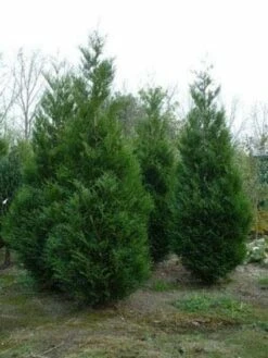 Levensboom (Thuja Plicata 'Atrovirens') -DIRECTPLANT Winkel 20081113143929 16