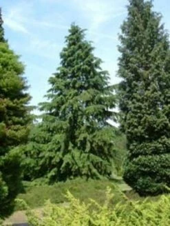 Westelijke Hemlockspar (Tsuga Heterophylla) -DIRECTPLANT Winkel 20081113145518 5 1