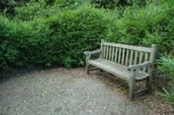 Bamboe (Pleioblastus Pumilus) 5 Bamboe (Pleioblastus Pumilus) -DIRECTPLANT Winkel 20081120105810 2