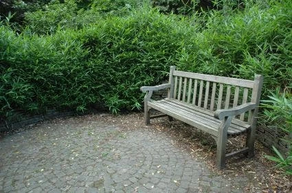 Bamboe (Pleioblastus Pumilus) 4 Bamboe (Pleioblastus Pumilus) - Afbeelding 2