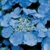 Hortensia (Hydrangea Macrophylla 'Teller Blue') -DIRECTPLANT Winkel 20081208131210 2 1