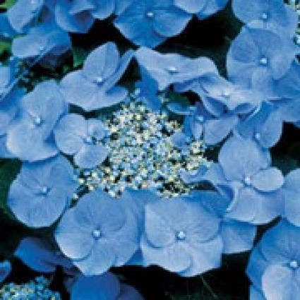 Hortensia (Hydrangea Macrophylla 'Teller Blue') 3 Hortensia (Hydrangea Macrophylla 'Teller Blue')
