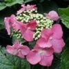 Hortensia (Hydrangea Macrophylla 'Teller Red') -DIRECTPLANT Winkel 20081208131338 2