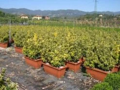 Kardinaalshoed Als Meeneemhaag (Euonymus Japonicus 'Aureus) -DIRECTPLANT Winkel 20090322111357 2 1