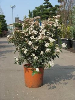 Groenblijvende Sneeuwbal (Viburnum Tinus 'Eve Price') -DIRECTPLANT Winkel 20091125113028 50 10 2