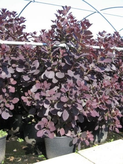 Pruikenboom Als Struik (Cotinus Coggygria 'Royal Purple') 7 Pruikenboom Als Struik (Cotinus Coggygria 'Royal Purple') - Afbeelding 5