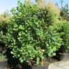 Pruikenboom (Cotinus Coggygria) 1 Pruikenboom (Cotinus Coggygria) -DIRECTPLANT Winkel 20091126124120 24 12 12