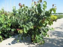 Chinese Judasboom (Cercis Chinensis 'Avondale') 20 Chinese Judasboom (Cercis Chinensis 'Avondale') -DIRECTPLANT Winkel 20091127153204 5