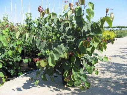 Chinese Judasboom (Cercis Chinensis 'Avondale') 11 Chinese Judasboom (Cercis Chinensis 'Avondale') - Afbeelding 9