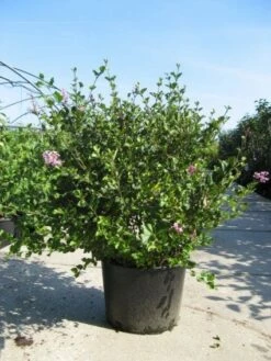 Dwerg Sering (Syringa Meyeri 'Palibin') -DIRECTPLANT Winkel 20091130090327 6