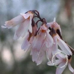 Witte Forsythia (Abeliophyllum Distichum) -DIRECTPLANT Winkel 20091208165431 2