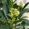 Skimmia (Skimmia Japonica 'Keessen') -DIRECTPLANT Winkel 20091228135637 4 1