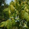 Vederesdoorn (Acer Negundo 'Aureomarginatum')