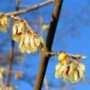 Winterzoet (Chimonanthus Praecox)