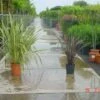 Nieuw Zeelands Vlas (Phormium Tenax) -DIRECTPLANT Winkel 20100218103634 7