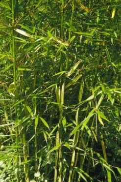 Niet Woekerende Bamboe (Fargesia Robusta) -DIRECTPLANT Winkel 20100223184938 5