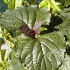 Pindakaasboom (Clerodendrum Bungei) -DIRECTPLANT Winkel 20100224142854 2