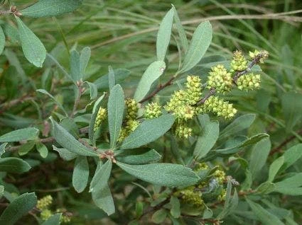Gagel (Myrica Gale) 4 Gagel (Myrica Gale) - Afbeelding 2