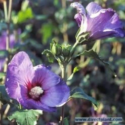 Altheastruik Op Stam (Hibiscus Syriacus 'Oiseau Blue') -DIRECTPLANT Winkel 20100301152241 1 1
