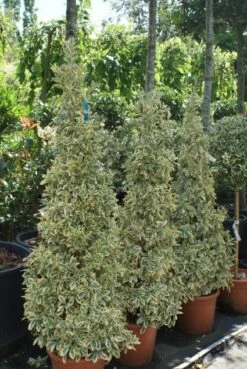 Kardinaalshoed Als Pyramide (Euonymus Japonicus 'Bravo') -DIRECTPLANT Winkel 20100712164204 3 2