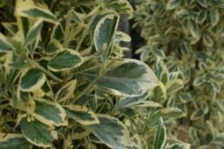 Kardinaalshoed Als Pyramide (Euonymus Japonicus 'Bravo') -DIRECTPLANT Winkel 20100712164218 3 2