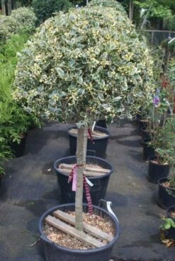 Hulst Op Stam (Ilex 'Argentea Marginata') -DIRECTPLANT Winkel 20100712171848 1 1