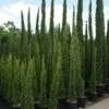 Italiaanse Cipres (Cupressus Sempervirens 'Totem') 1 Italiaanse Cipres (Cupressus Sempervirens 'Totem') -DIRECTPLANT Winkel 20100712173208 10