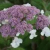 Fluweelhortensia (Hydrangea Aspera 'Macrophylla') -DIRECTPLANT Winkel 20100712173532 6
