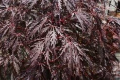 Japanse Esdoorn (Acer Palmatum 'Tamuke Yama')