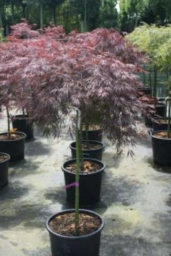 Japanse Esdoorn Op Stam (Acer Palmatum 'Tamuke Yama') -DIRECTPLANT Winkel 20100715165821 2 1