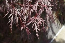Japanse Esdoorn (Acer Palmatum 'Inabe-shidare') -DIRECTPLANT Winkel 20100719111129 6