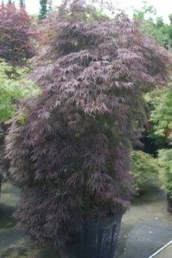 Japanse Esdoorn (Acer Palmatum 'Inabe-shidare') -DIRECTPLANT Winkel 20100719111147 6 1