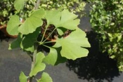 Japanse Notenboom Als Struik (Ginkgo Biloba) 8 Japanse Notenboom Als Struik (Ginkgo Biloba) -DIRECTPLANT Winkel 20100719114510 10 1